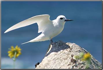 White tern White Tern Fairy Tern Vgel Pinterest Fairies and Search