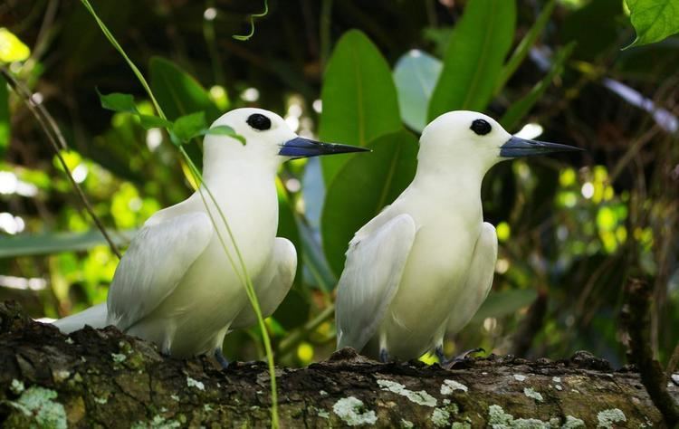 White tern White tern New Zealand Birds Online