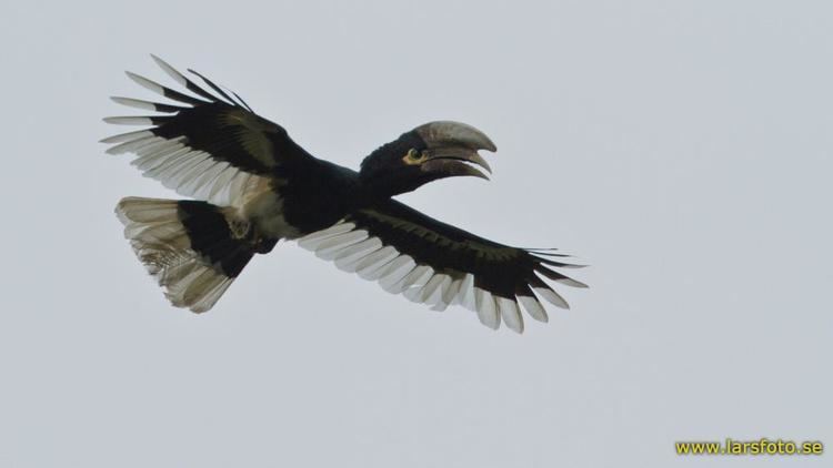White-thighed hornbill Whitethighed Hornbill Bycanistes albotibialis videos photos and
