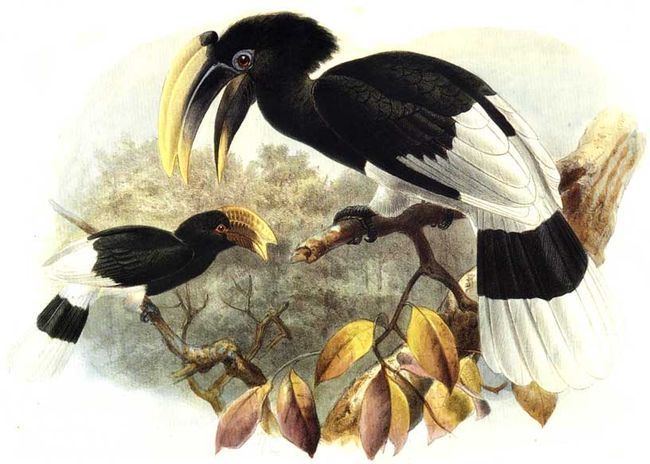 White-thighed hornbill Whitethighed Hornbill Bycanistes albotibialis Wiki