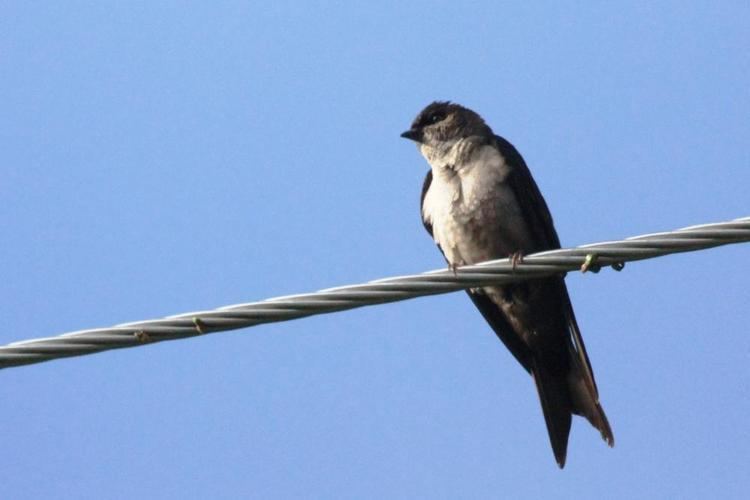 White-thighed swallow Whitethighed Swallow Atticora tibialis videos photos and sound