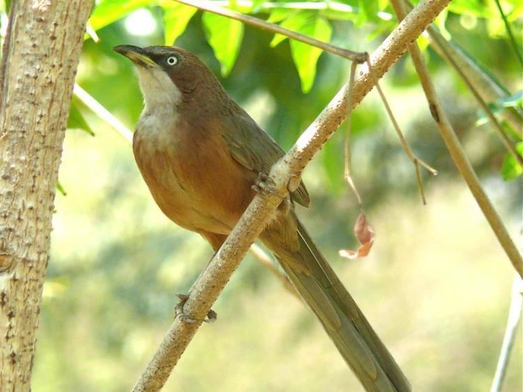 White-throated babbler Whitethroated Babbler Chatarrhaea gularis videos photos and