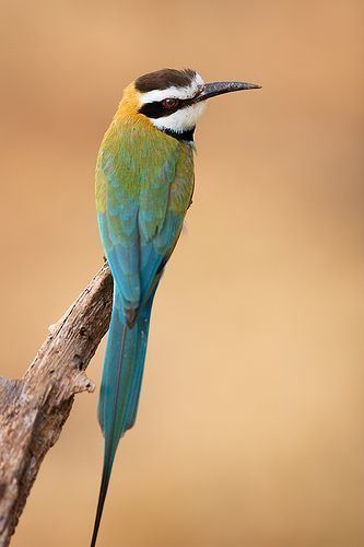 White-throated bee-eater The Whitethroated Beeeater is a near passerine bird in the bee