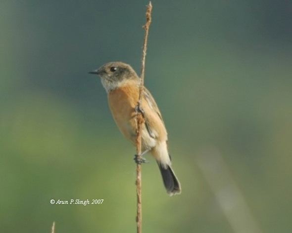 White-throated bush chat Oriental Bird Club Image Database Hodgson39s Bushchat Saxicola