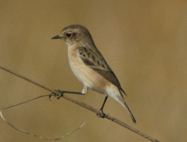 White-throated bush chat Mangoverde World Bird Guide Photo Page Whitethroated Bushchat