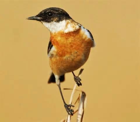 White-throated bush chat More on Saxicola insignis Whitethroated Bush Chat