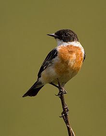 White-throated bush chat httpsuploadwikimediaorgwikipediacommonsthu