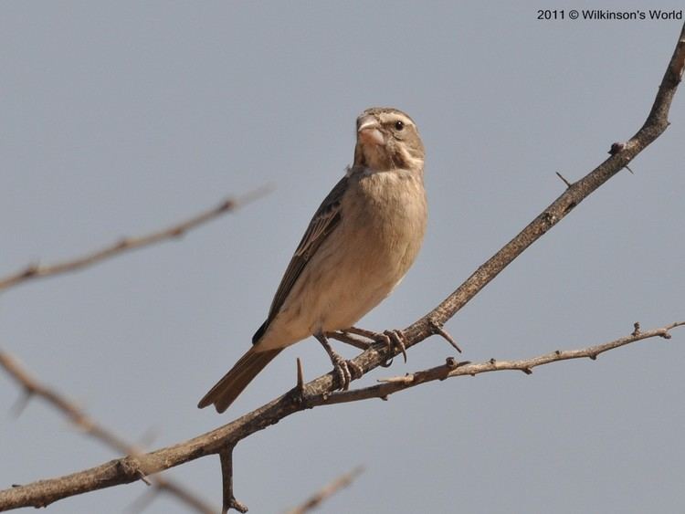 White-throated canary Bird of the week Week 53 Whitethroated canary Wilkinson39s World