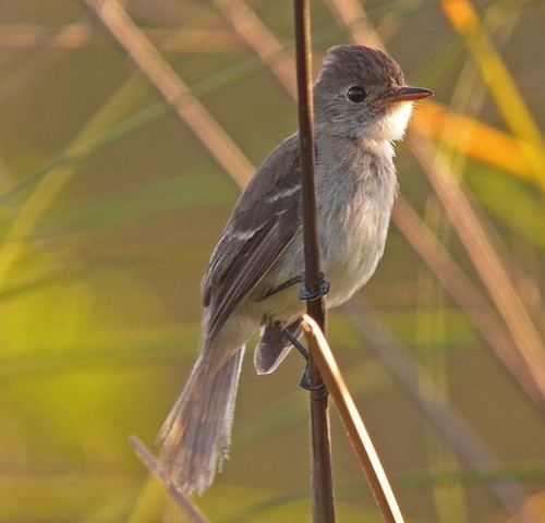 White-throated flycatcher BirdQuest The Ultimate in Birding Tours
