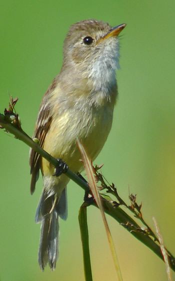 White-throated flycatcher Surfbirds Online Photo Gallery Search Results