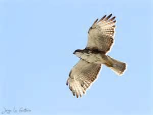 White-throated hawk More on Buteo albigula Whitethroated Hawk