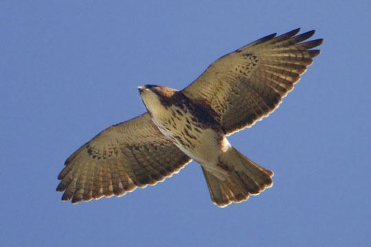 White-throated hawk photographs by Mark Chappell