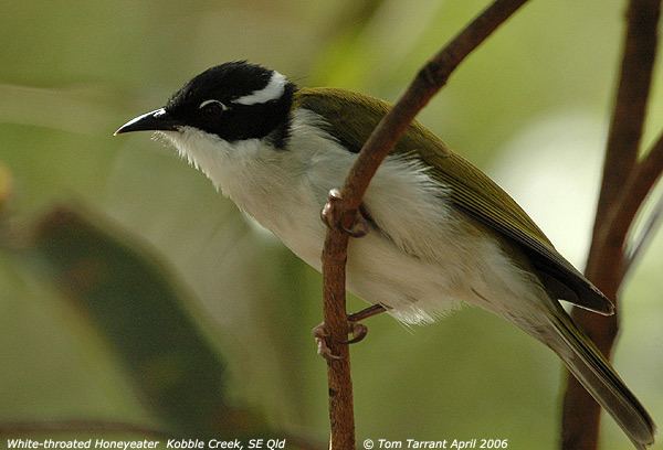 White-throated honeyeater 1000 images about Honeyeater on Pinterest Scarlet Australia and