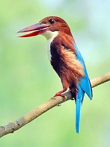 White-throated kingfisher httpsuploadwikimediaorgwikipediacommonsthu