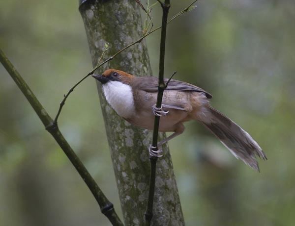 White-throated laughingthrush Birding In Taiwan Whitethroated Laughingthrush