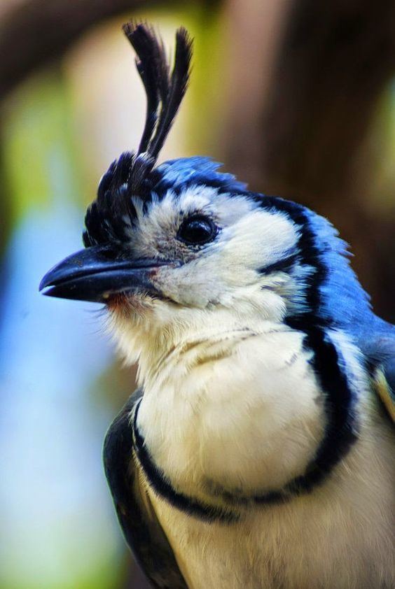 White-throated magpie-jay White Throated Magpie Jay Birds Pinterest Birds Look