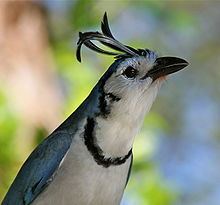 White-throated magpie-jay Whitethroated magpiejay Wikipedia