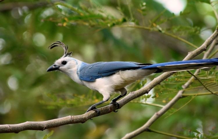White-throated magpie-jay Birds