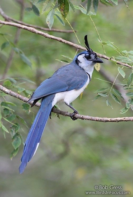 White-throated magpie-jay Birds in Focus Whitethroated MagpieJay