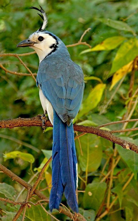 White-throated magpie-jay The Whitethroated MagpieJay is an unmistakable and quite