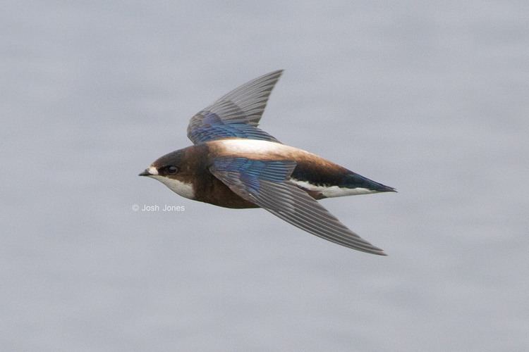 White-throated needletail WhiteThroated Needletail Hirundapus caudacutus Aves Pinterest