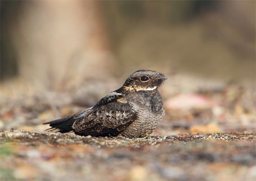 White-throated nightjar Not to be missed the art and craft of bird photography with Chris