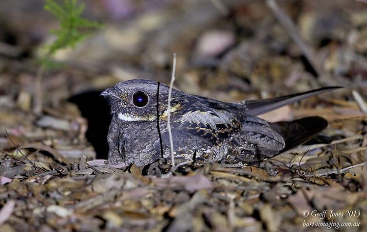 White-throated nightjar Whitethroated Nightjar Eurostopodus mystacalis Barraimaging