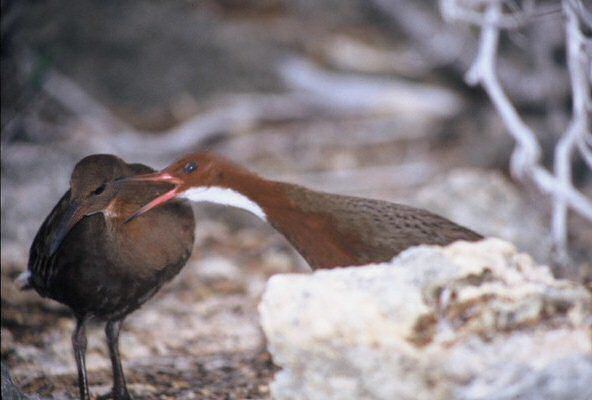White-throated rail Mangoverde World Bird Guide Photo Page Whitethroated Rail