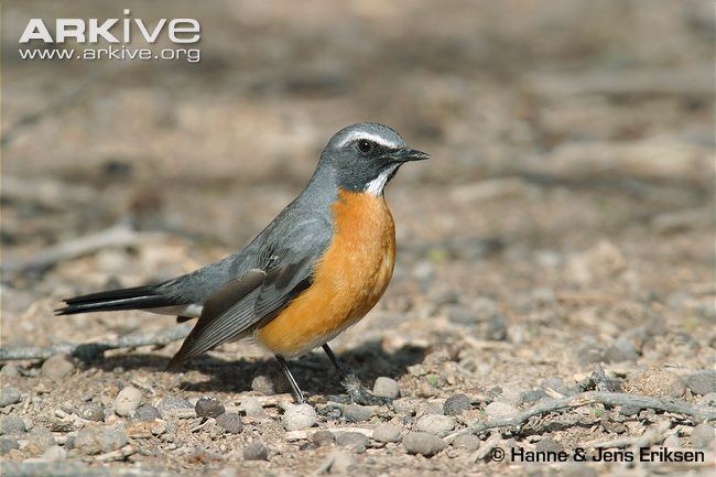 White-throated robin Whitethroated robin videos photos and facts Irania gutturalis