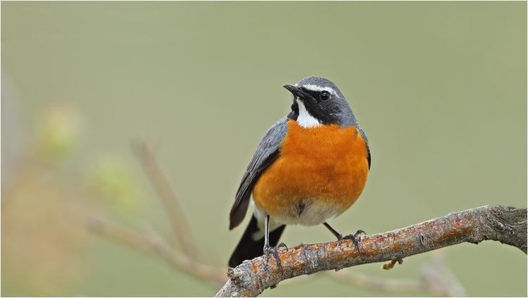 White-throated robin Whitethroated Robin Irania gutturalis It is a male in breeding