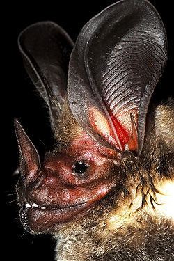 White-throated round-eared bat httpsuploadwikimediaorgwikipediacommonsthu