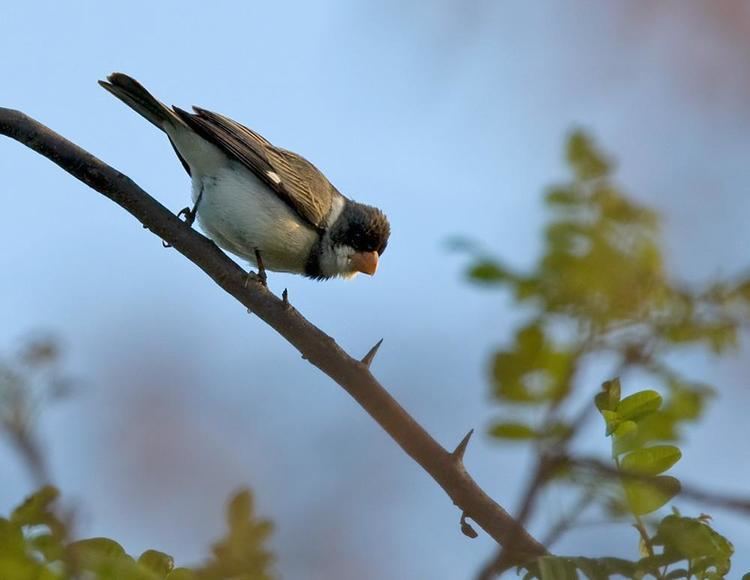 White-throated seedeater Whitethroated Seedeater Sporophila albogularis videos photos and