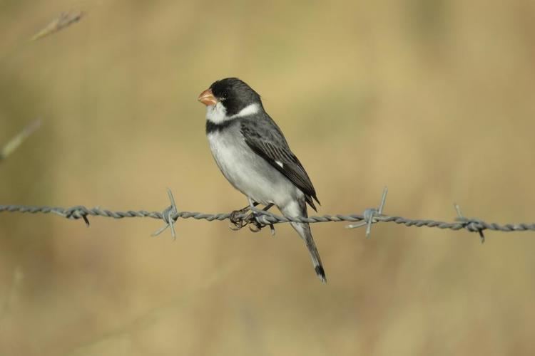 White-throated seedeater Photos of Whitethroated Seedeater Sporophila albogularis the