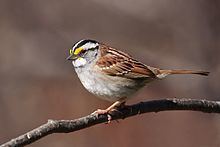 White-throated sparrow Whitethroated sparrow Wikipedia