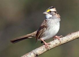 White-throated sparrow Whitethroated Sparrow Identification All About Birds Cornell