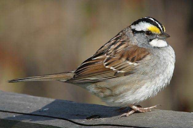 White-throated sparrow WhiteThroated Sparrow Attracting Birds Birds and Blooms