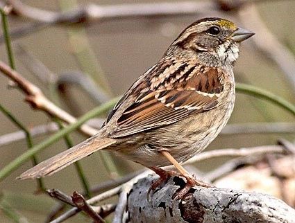 White-throated sparrow Whitethroated Sparrow Identification All About Birds Cornell
