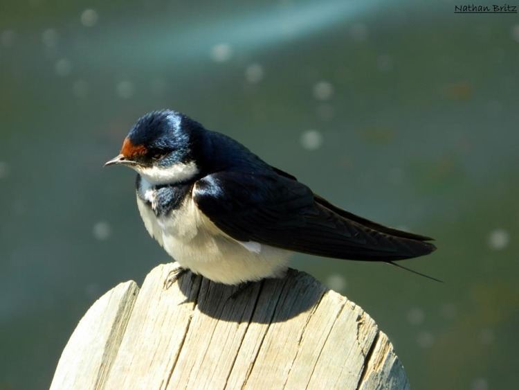 White-throated swallow httpsvisitstotheparkfileswordpresscom20130