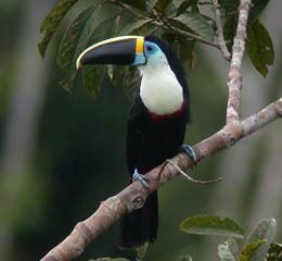 White-throated toucan Whitethroated toucan