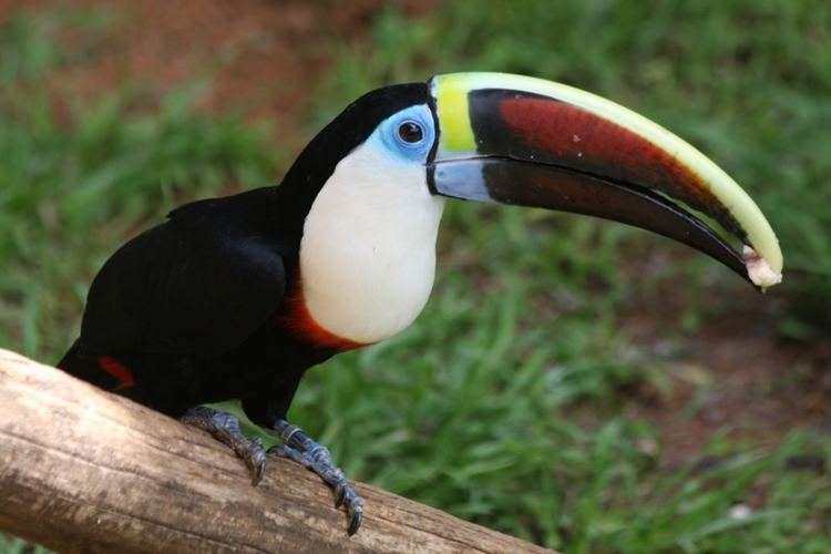 White-throated toucan Whitethroated Toucan