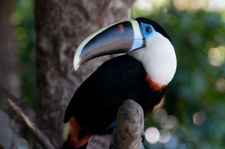 White-throated toucan throated toucan