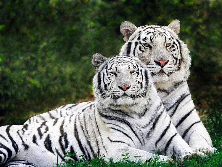White tiger White Tiger Facts for Kids yourkidsplanetcom