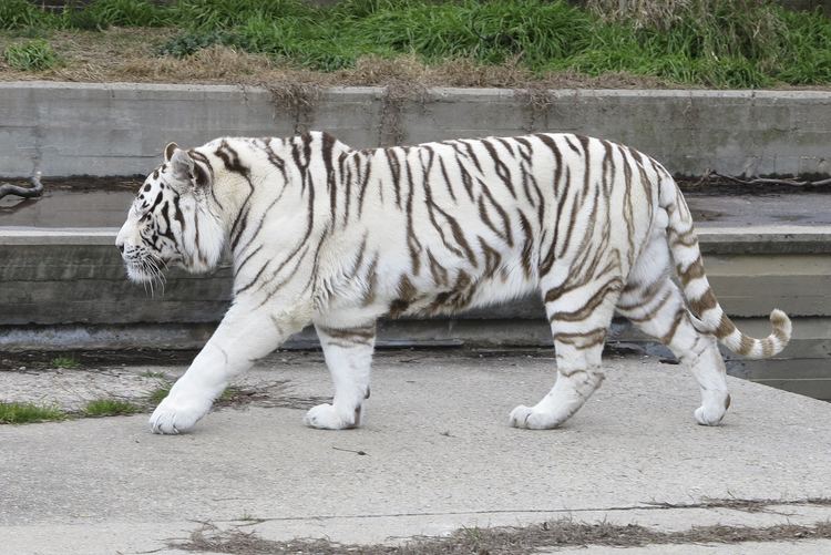 White tiger White tiger Wikipedia