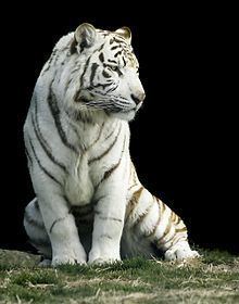 White tiger httpsuploadwikimediaorgwikipediacommonsthu