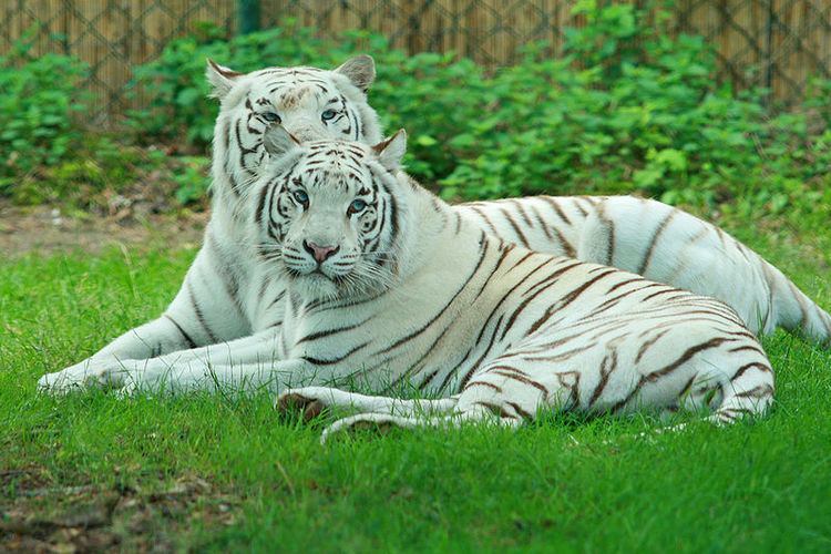 White tiger White Tiger Panthera Tigris Tigris Animals AZ Animals