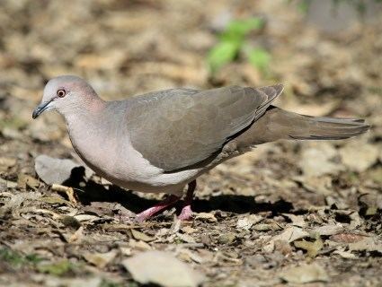 White-tipped dove Whitetipped Dove Identification All About Birds Cornell Lab of