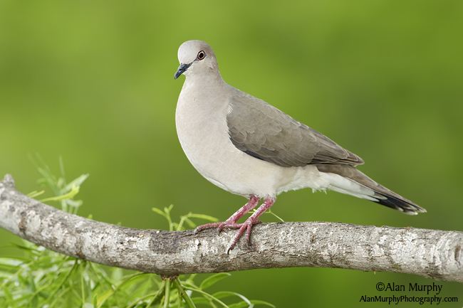 White-tipped dove wwwalanmurphyphotographycom