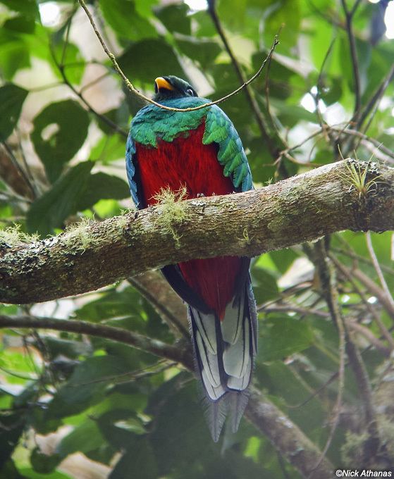 White-tipped quetzal antpittacom Photo Gallery Quetzals amp Trogons