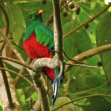 White-tipped quetzal VENT Birding ToursEastern Venezuela Tepui Endemics and the Orinoco
