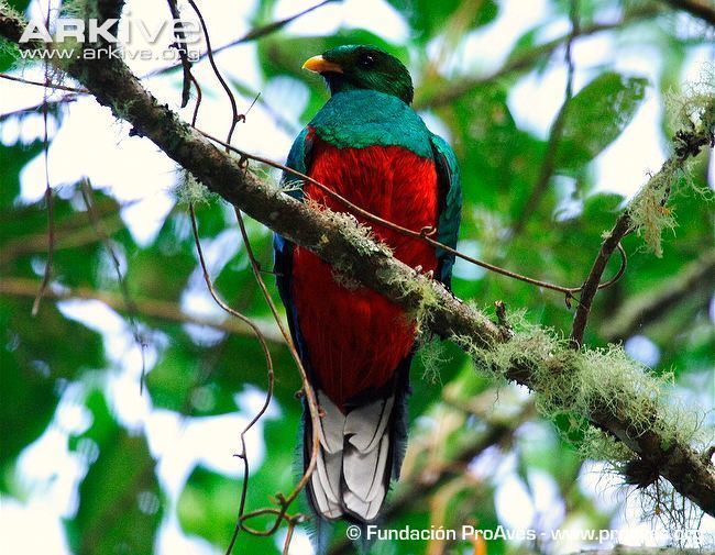 White-tipped quetzal Whitetipped quetzal videos photos and facts Pharomachrus